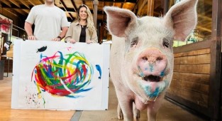 Pig artist painted paintings worth $1 million (7 photos)
