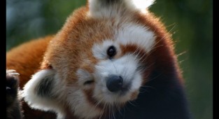 Red Panda: Firefox in all its glory (25 photos)