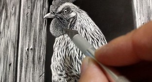 Hyper-realistic animal portraits using scratchboard technique: this is amazing! (22 photos)