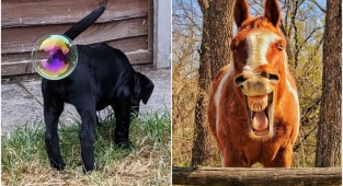 Самые весёлые фото животных с конкурса Comedy Pet Photography (18 фото)