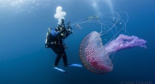 Підводний фотограф Matt Doggett (10 фото)