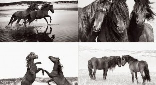 Дикие лошади острова Сейбл на потрясающих черно-белых снимках (10 фото)