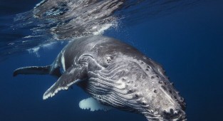 История работы над серией снимков китов (16 фото)