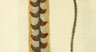A general history of birds (1823) (25 работ)