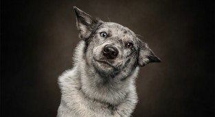 Portraits of animals where they look very human (21 photos)