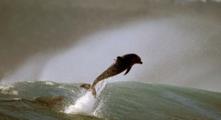 Dolphins - Photographer Greg Huglin (99 photos)