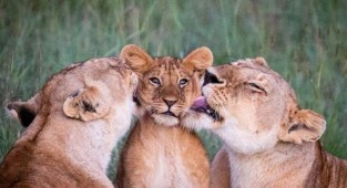 Прекрасное фото с утренним умыванием маленького львёнка (4 фото)