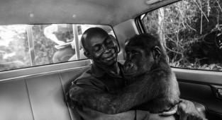 Фотография гориллы, обнимающей своего спасителя, стала победителем Wildlife Photographer of the Year (23 фото)