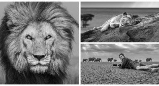 Фотограф снимает портреты самых свирепых хищников Африки с помощью удаленной камеры (22 фото)