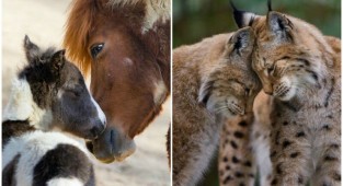 30 touching photos about how animals can love (31 photos)