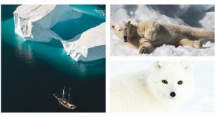 Шикарные фотографии из арктической экспедиции Джо Шаттера (20 фото)