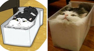 Художник превращает котов из мемов в забавные рисунки (33 фото)