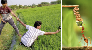 Индийский фотограф делает впечатляющие макроснимки насекомых с помощью смартфона (33 фото)