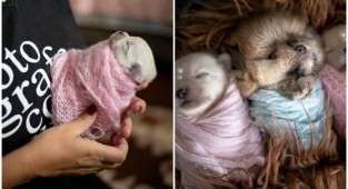 Мимишность зашкаливает: чудесная фотосессия новорожденных щенков (22 фото)