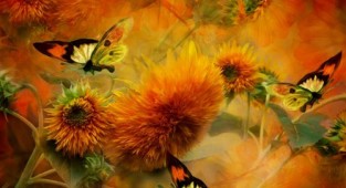 Восхитительные цветы фотохудожницы Кэрол Каваларис (57 работ)