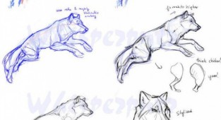 Учимся рисовать животных. Волки (7 работ)