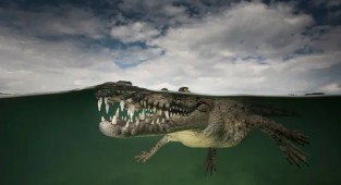 Between Two Worlds - These Semi-Underwater Photos Show What Awaits You Beyond the Screen of Water (10 photos)