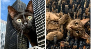 Мастер фотошопа показал, каким станет мир, если его захватят коты (31 фото)