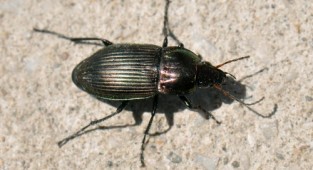 Навколишній світ через фотооб'єктив - Insects: Coleoptera (Комахи: Жуки) Частина 2 (199 фото)