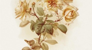 Vintage flowers. Lithography. (24 works)