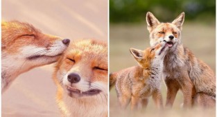 The photographer showed how gentle foxes can be (30 photos)