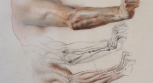 Анатомічний посібник руки (10 робіт)