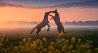 Fabulous Photos of Beautiful Holland That Will Take Your Breath Away (22 photos)