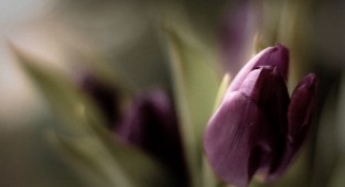 Beautiful photographs of flowers from Harold Lloyd (30 photos)
