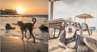 Беззаботная жизнь бродячих собак на острове (16 фото)