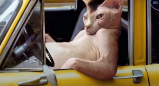 Фотограф показал, как выглядели бы постеры популярных фильмов, если бы в них снимался его кот (21 фото)