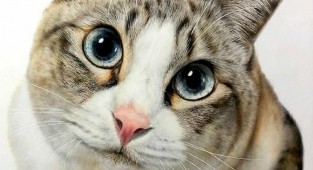 23 рисунка кошек в жанре гиперреализма (23 фото)