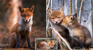 Финский фотограф рассказал, как ему удалось завоевать доверие лисиц (16 фото)