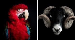 18 минималистичных портретов животных (19 фото)