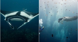 Морские гиганты: фотограф делает завораживающие снимки скатов под водой (20 фото)