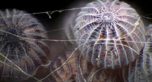 19 цікавих макрофото, що відкривають таємниці світу, який невидимий для людських очей (20 фото)