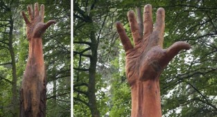 Поврежденное ураганом дерево превратилось в 15-метровую руку (7 фото)
