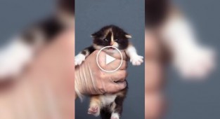 Таймлапс дорослішання кошеня