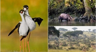 Дикие животные и птицы на снимках Мелиссы Гроо (31 фото)