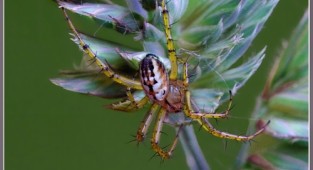 The world around us through a photographic lens - Spiders and other invertebrates (Arachnoideus&Other invertebrates) Part 2 (134 photos)
