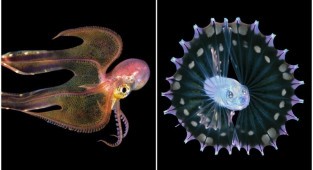 Фотограф-самоучка делает фото личинок морских существ (15 фото)
