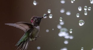 Птичий конкурс Audubon Photography Awards 2020 (29 фото)