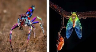 Красочные пауки и другие милые твари от индийского фотографа (72 фото)