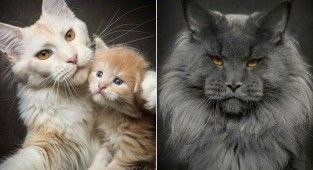 Магическая красота мейнкунов, самых крупных кошек (49 фото)
