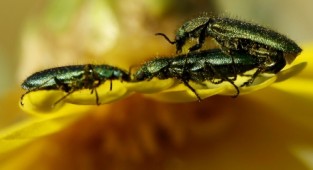 Навколишній світ через фотооб'єктив - Insects: Coleoptera (Комахи: Жуки) Частина 6 (113 фото)