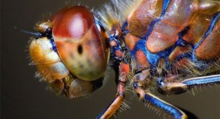 A selection of photographs with insects (21 photos)