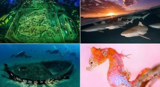 Лучшие подводные снимки с конкурса Underwater Photographer of the Year 2018 (20 фото)
