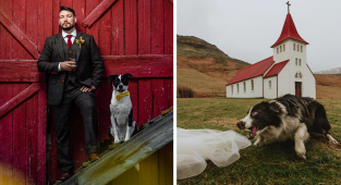 19 собачьих финалистов конкурса на лучшее свадебное фото (20 фото)