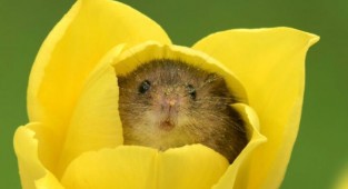 Фотограф снял, как мышки-малютки прячутся в тюльпанах, и мы не можем перестать смотреть на это (20 фото)