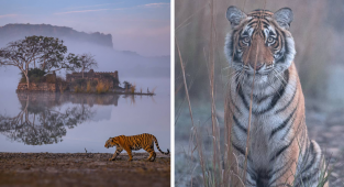 Фотограф показал зрителям душу тигра (11 фото)