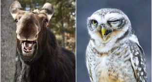 15 смешных кадров с животными с конкурса Comedy Wildlife (16 фото)